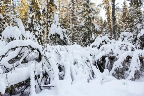 Snow-covered crust. Stock Photos