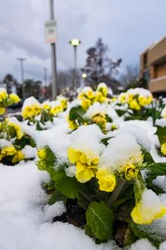 Snow covered daffodils Stock Photos
