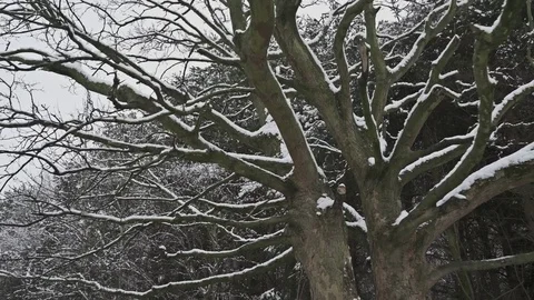 Snow Covered Dead Tree 4K Stock Footage 84565415