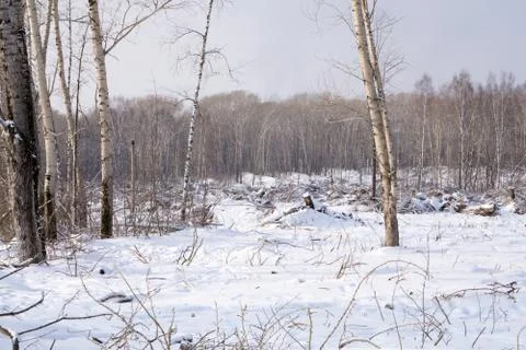 Snow covered dead tree trunk, collapsed and fallen over. Canadian winter scen Stock Photos