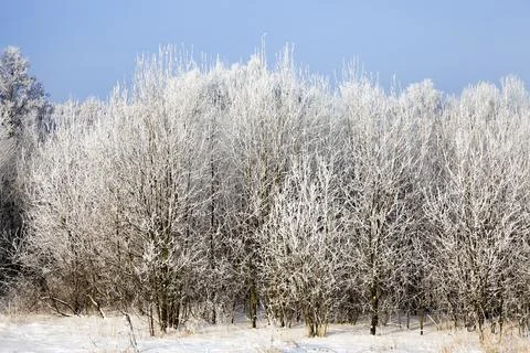 Snow covered deciduous birch trees Stock Photos