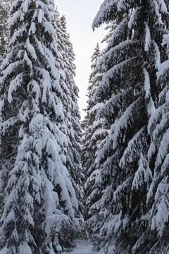 Snow-covered deciduous forest. Winter landscape in the park. The tops of the  Stock Photos