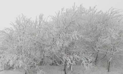 Snow-covered deciduous trees in a cloud on top of a mountain Stock Photos