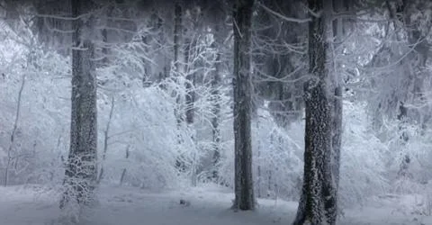 Snow-covered deciduous trees in a cloud on top of a mountain Stock Photos