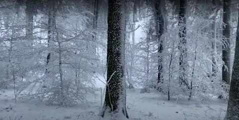 Snow-covered deciduous trees in a cloud on top of a mountain Stock Photos