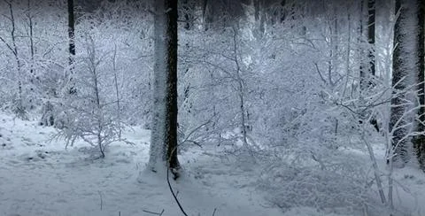 Snow-covered deciduous trees in a cloud on top of a mountain Stock Photos