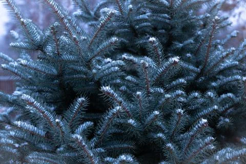 Snow-covered dense branches of blue spruce Stock Photos
