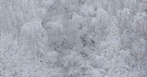 Snow-covered dense forest with every twig and branch laden with fresh white snow Vídeos de archivo 253438819