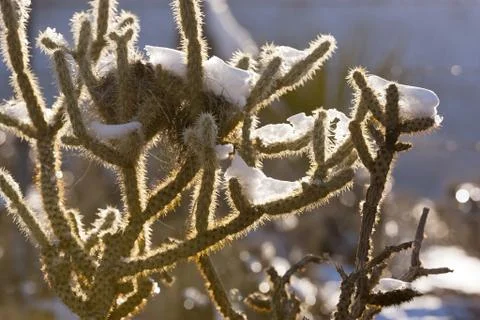 Snow Covered Desert Stock Photos