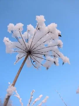 Snow covered dry flower Stock Photos