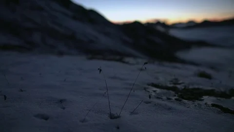 Snow Covered Dry Grass Stockbeeldmateriaal 76035678