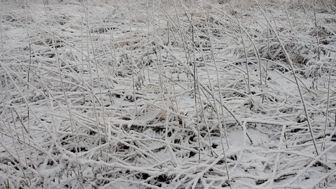 Snow covered dry grass Stock Footage 120602040