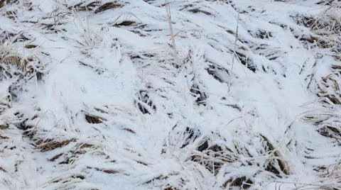 Snow-Covered Dry Grass Stock Photos