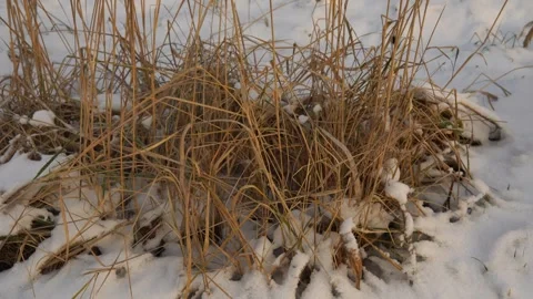 Snow Covered Dry Grass in Winter Field With Frosty Snow and Buried Grass Stalks Stock Footage 324706005