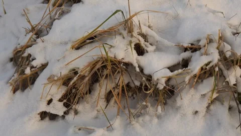 Snow Covered Dry Grass in Winter Field With Frosty Snow and Buried Grass Stalks Video stock 325835934