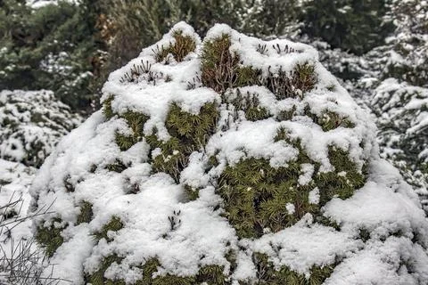 Snow-Covered Dwarf Alberta Spruce in Winter Garden Stock Photos