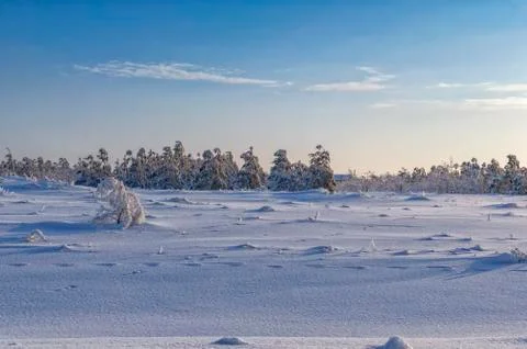 The snow-covered edge of a pine forest in winter, against the blue sky covered Stock Photos