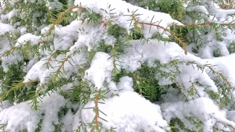 Snow-covered evergreen branches in soft winter motion Stock Footage 321766150
