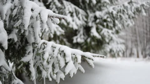 Snow-covered evergreen branches stretch outward, their delicate needles blankete Stock Footage 298252708
