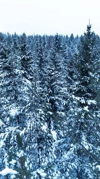 Snow-Covered Evergreen Forest Stock Photos