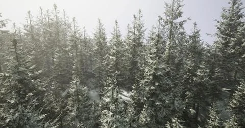 Snow covered evergreen forest under a misty sky during winter season Ilustração Stock