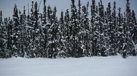 Snow Covered Evergreen Forrest Stock Footage 38072332