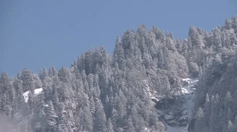 Snow-covered evergreen needle trees on a ridge Video stock 10787553