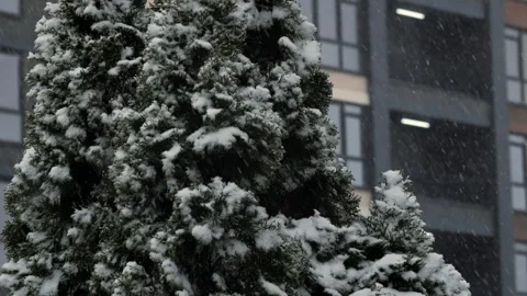 Snow covered evergreen tree beside residential building Stock Footage 327018909