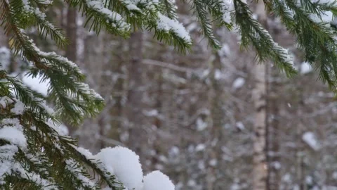 Snow-covered evergreen tree branches in a winter forest, Southern Urals, Russia Stock Footage 325473760
