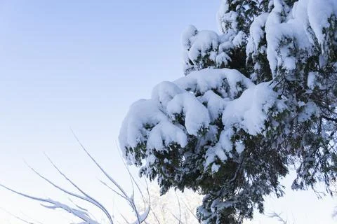 Snow Covered Evergreen Tree Branches in Winter Foto stock