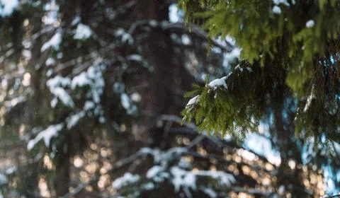 Snow-covered evergreen tree branches in peaceful winter forest, Christmas Stock Photos