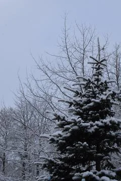 Snow Covered Evergreen Tree Branches Against Bare Winter Trees Backdrop Stock Photos
