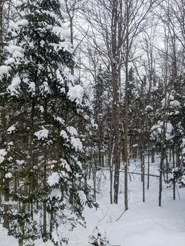 Snow Covered Evergreen Tree in Dense Winter Forest Stock Photos