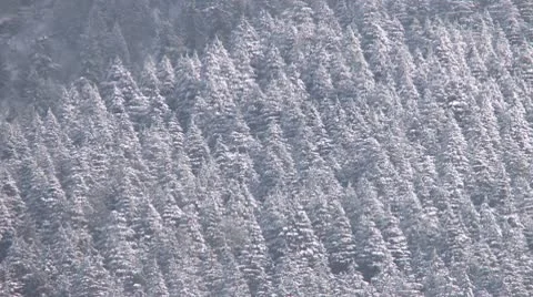 Snow-covered evergreen treen on a mountain 스톡 동영상 10787579