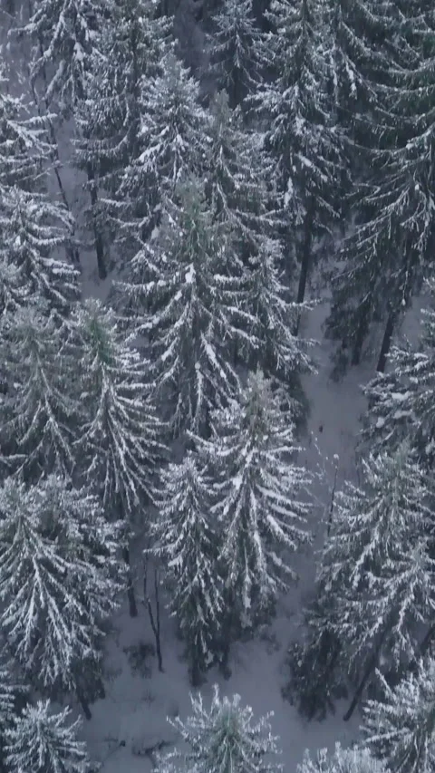 Snow-covered evergreen trees blanket a winter forest landscape during the day Stock Footage 291331004