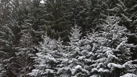 Snow-covered evergreen trees create a dense, peaceful winter forest. The serene  Stock Footage 298263528