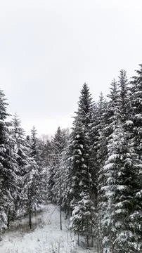 Snow-covered evergreen trees create a tranquil winter scene in a forest. The Stock Photos