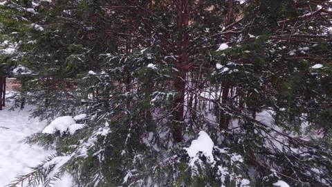 Snow covered evergreen trees in quiet winter forest Stock Footage 326377312