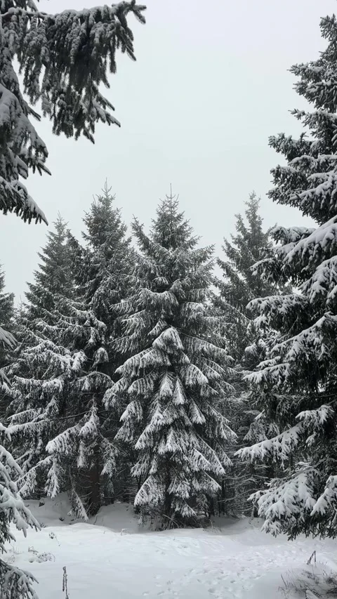 Snow-covered evergreen trees in a serene winter forest, camera pans through the Stock Footage 322522846