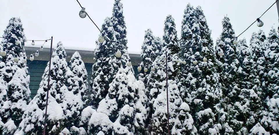 Snow Covered Evergreen Trees with String Lights During Winter in Seattle Wa.. Stock Photos