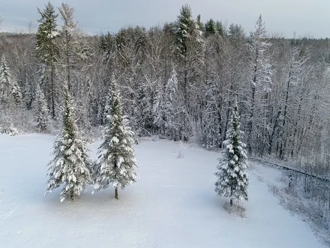Snow Covered Evergreens Decent Stock Footage 83473314