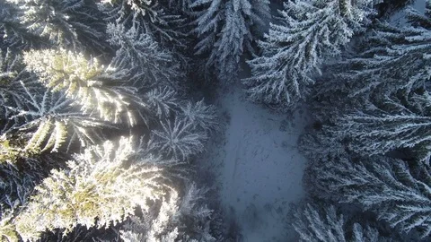 Snow Covered Evergreens Stock Footage 80759527