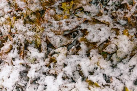 Snow covered fall leaves Stock Photos