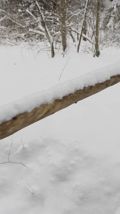 Snow covered fallen log in winter forest, minimal natural detail emphasizing Stock Footage 327418141