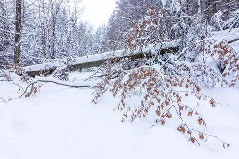 Snow-covered fallen tree during a storm in winter. Foto stock