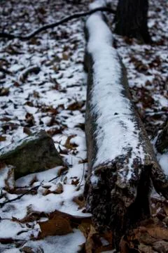 Snow covered fallen tree Foto stock