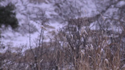 Snow Covered Field In Alberta HD Video Stock Footage 25628621
