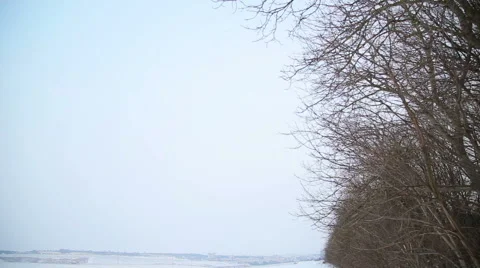 Snow-covered field and trees in winter Stock-Footage 59555740