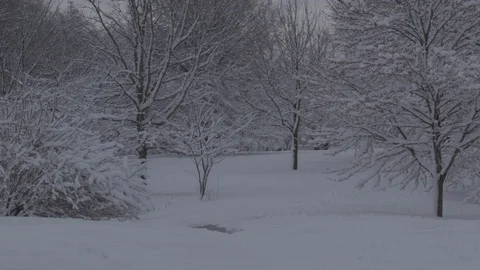 Snow covered field and trees 動画素材 87478209