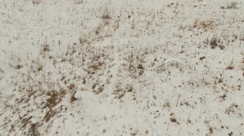Snow covered field Stock Footage 1046104